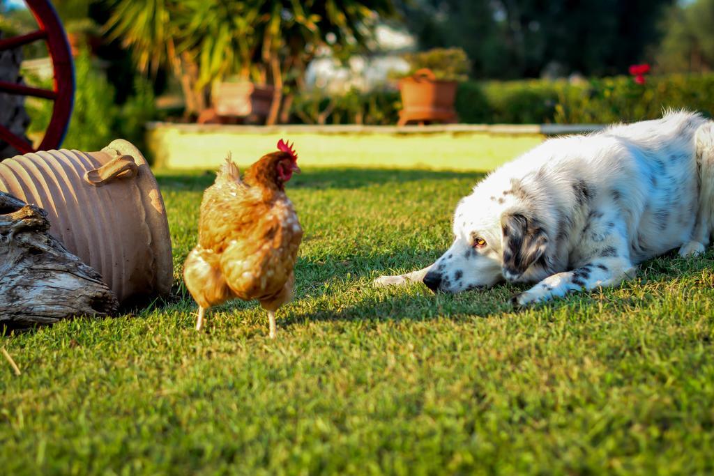 Big Summer House Halkidiki プサコウディア エクステリア 写真